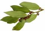 Bay Leaf Oil