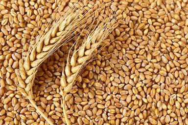 Best Quality Wheat