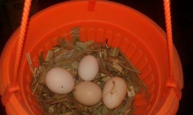 Pure Country Hatching Eggs