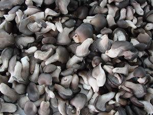 Frozen Baby Oyster Mushroom