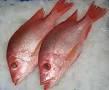 Frozen Red Snapper Fish