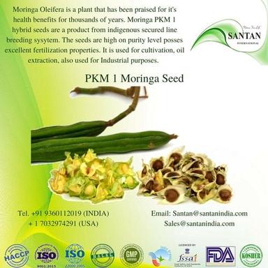 White Best Quality Moringa Oleifera Seeds