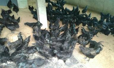 ब्लैक कडकनाध चिकन आवेदन: रेस्तरां