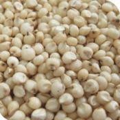 White Sorghum