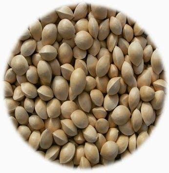  Ginkgo Seeds Purity: 100 % Pure