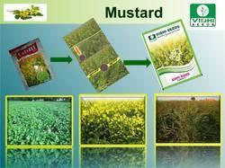 Standard Mustard Seeds