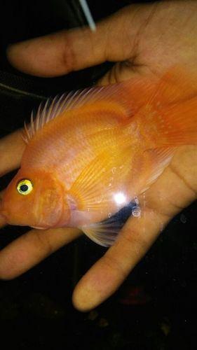Parrot - Aquarium Fish