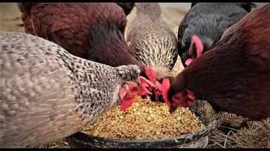 Poultry Feed Grains