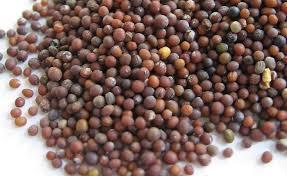 Mixed Natural Mustard Seeds (Rai)