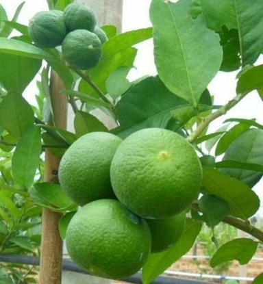 Fresh Seedless Lemons