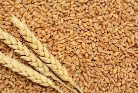 Green Wheat Grains