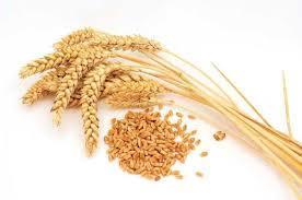 Wheat Grain