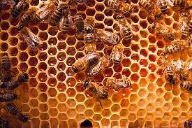 Jungle Honey (Food/Medicine Grade)
