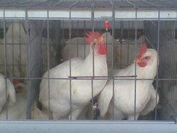 Poultry Mesh