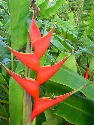 Heliconia And Fruit Plants