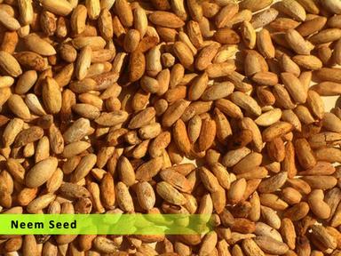 Neem Seed