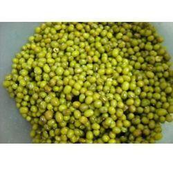 Common Green Color Mung Beans
