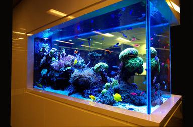 Glass Aquarium