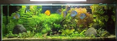 Home Aquarium