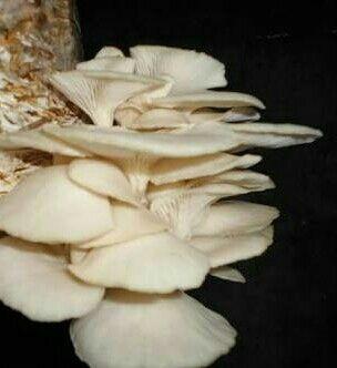 Fresh White Oyster Mushroom