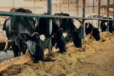 Dairy Animal Feed