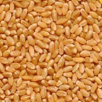 Organic Wheat Purity: 100 %