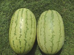 Black Watermelon Hybrids Seeds