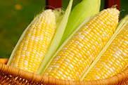 Corn Gluton Feed Efficacy: Promote Growth