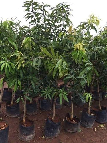 Hybrid Mango Lengra Grafted Plants
