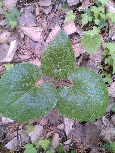 Dried Herbs Trillidium Govanianum