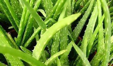 Aloevera Plant For Medicine