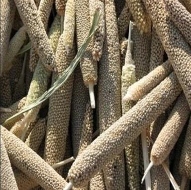 Bajra Pearl Millet