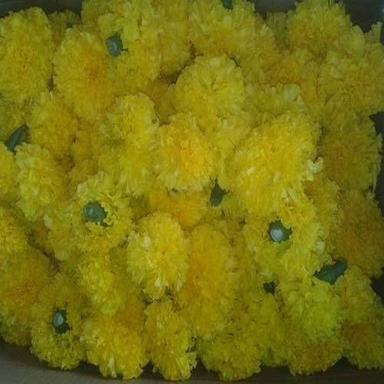 Yellow Fresh Marigold Flower
