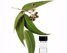 Purity Tested Eucalyptus Oil