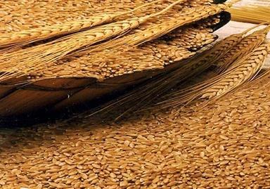 Brown Healthy Organic Wheat Grain 