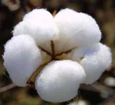 White Highly Demanded Raw Cotton