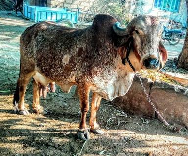 Aravali Gir Cows