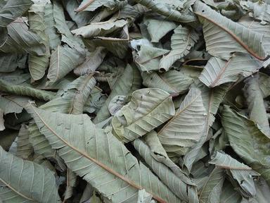 Dried Guava Leaves