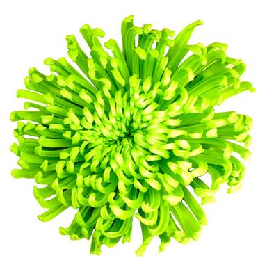 Chrysanthemum Disbud Green (Chrysanthemum) Flowers