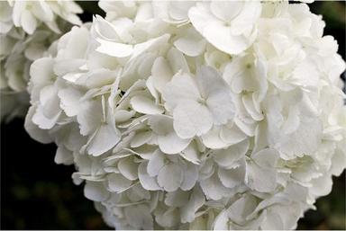 Hydrangeaceae Hydrangea White Flower
