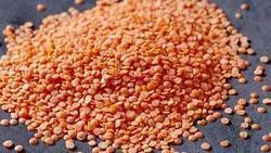 Quality Tested Red Lentils