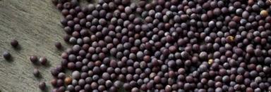 High Quality Mustard Seeds