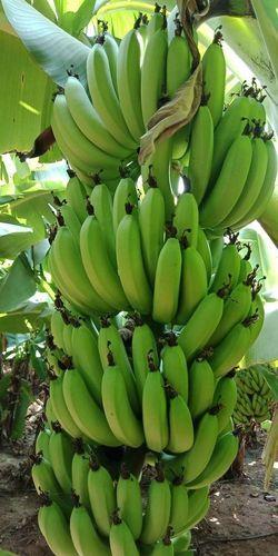 Farm Fresh Green Banana