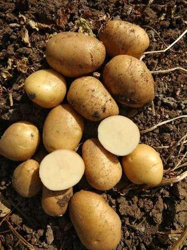 Fresh Potatoes MP Origin