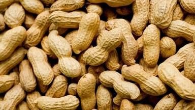 High Rich Protein Peanut