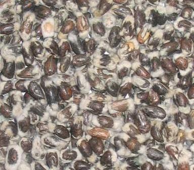 Low Price Black Cotton Seed