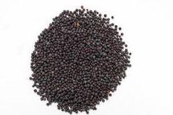 Organic Black Mustard Seeds