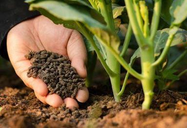 Organic Fertilizers For Plant Growth