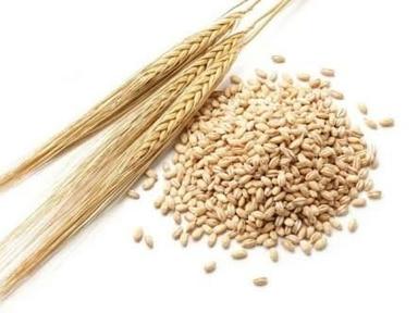 Economical Organic Barley Seed