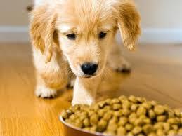 Healthy Dog Feed For Growth